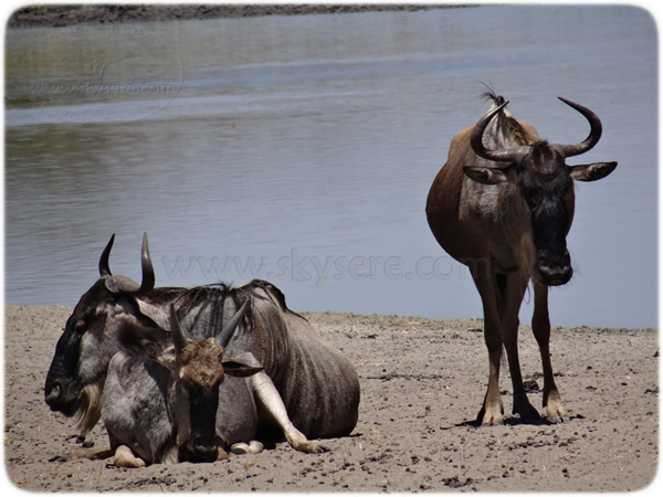 wildebeest / gnou