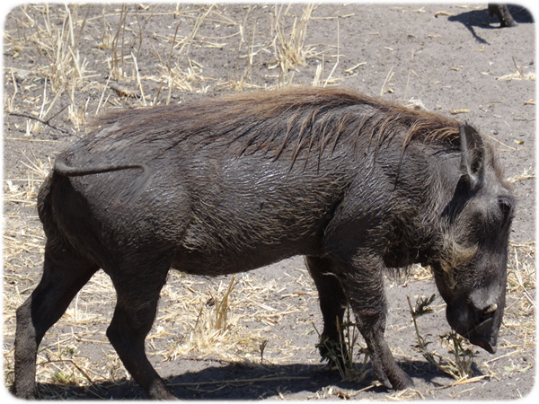 warthog / phacochere