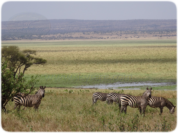 zebras