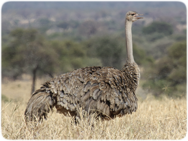 ostrich