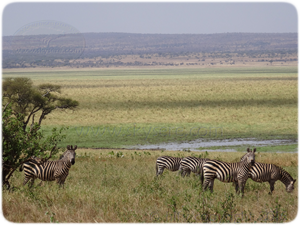 zebras serengeti