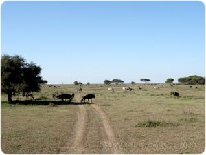Ndutu landscape