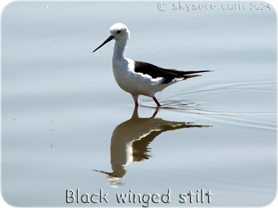 Black winged stilt