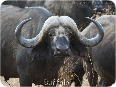 Buffalo, Tarangire