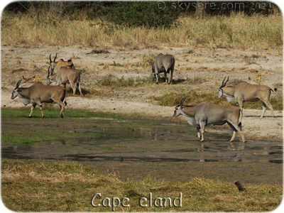 Cape eland - Elan du Cap