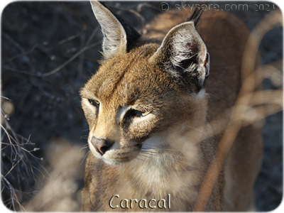 Caracal, Ndutu