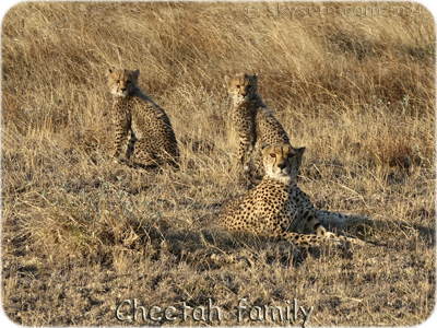 Cheetah family - Famille guépard