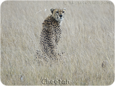 Cheetah - Guépard