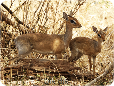 DikDik - DikDik