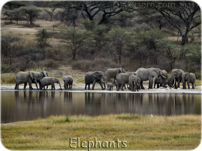 Elephants - Elephants 