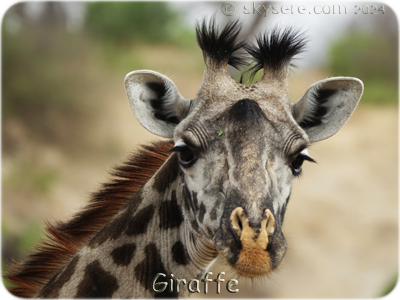 Giraffe - Girafe