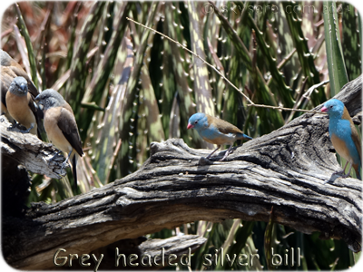 Grey headed silver bill - 