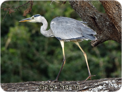 Grey heron - Héron