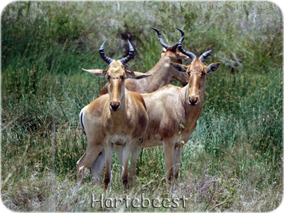 Hartebeest - 