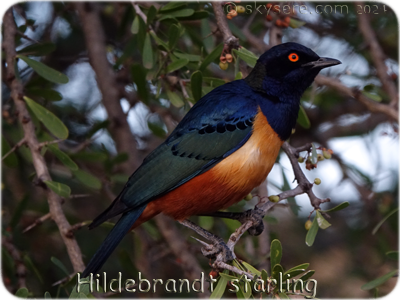 Hildebrandt starling - 