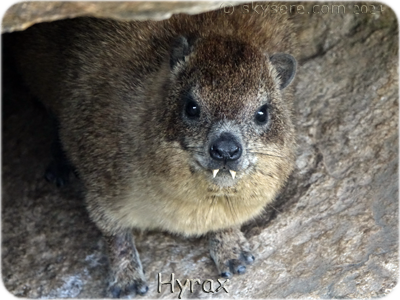 Hyrax, Serengeti