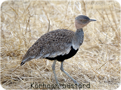 Korhaan bustard - 