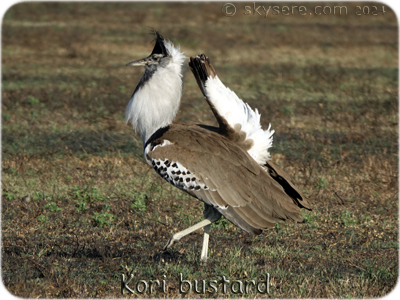 Kori bustard -  