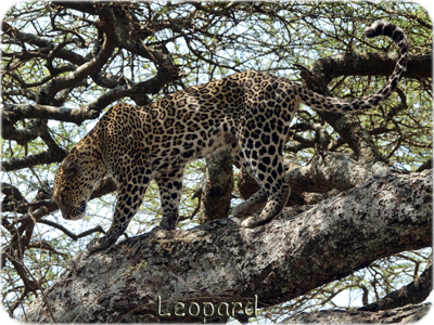 Leopard - Léopard