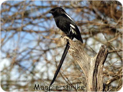 MagpieShrike - 