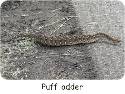 Puff adder - Vipère hurtante