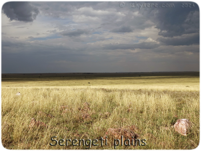 Serengeti plains