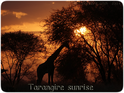 Tarangire sunrise