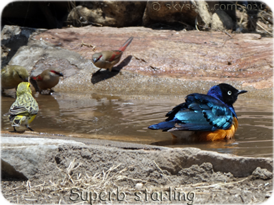 Superb starling - Etourneau