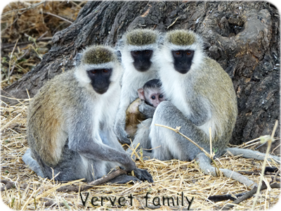 Vervet - Grivet