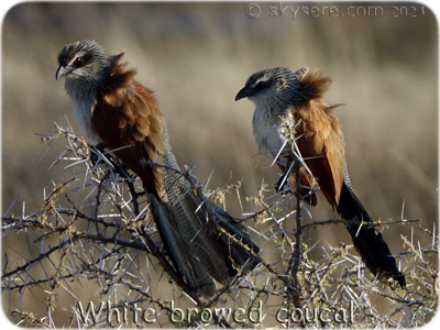 WhiteBrowedCoucal - 