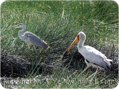 Yellow billed stork - 