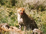 cheetah in Serengeti