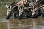 zebras Tarangire