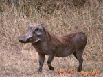 warthog / phacochère