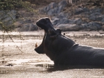 hippopotame dans le Serengeti