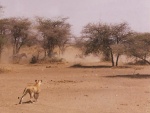 lionesse hunting