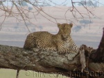 léopard dans le Parc National de Tarangire