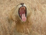 lion dans parc National de Tarangire