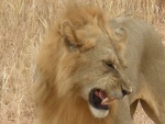 lion dans le Parc National de Tarangire