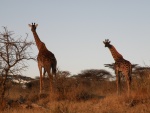 Giraffes in Ndutu area  / girafes dans la région de Ndutu
