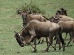 gnous, Serengeti