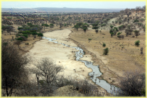 la rivière Tarangire
