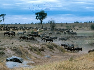 wildebeest in Mara