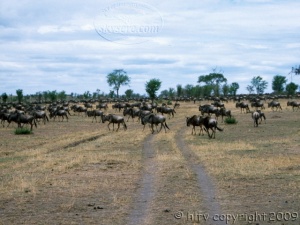 wildebeest in Serengeti