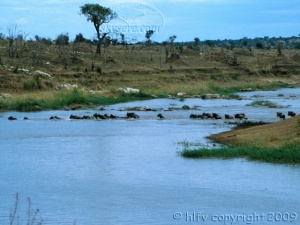 wildebeest Mara River
