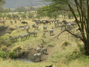 zebras in Serengeti