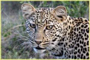 leopard, Ndutu Ngorongoro Conservation Area