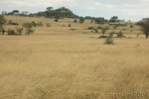 Long grass