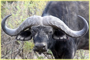buffle, Arusha National Park
