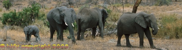 elephants in Tarangire